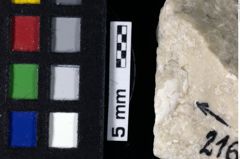 Foto (Detailansicht) von Mecochirus sp. (NHMW-GEO-1990-0041-0216)